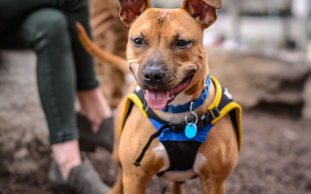 Military Dog Rescued At VetCare